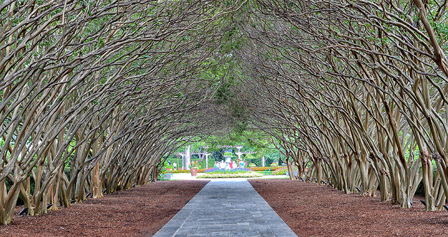 Tree archway